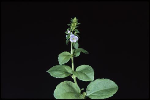 Mature plant of brightblue speedwell, <I>Veronica serpyllifolia</I> ssp. <I>humifusa.</I>.