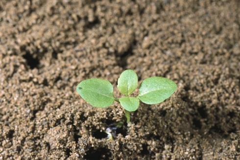 Seedling of brightblue speedwell, <I>Veronica serpyllifolia</I> ssp. <I>humifusa.</I>.