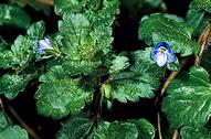 Persian speedwell