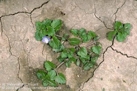 Mature plant of Persian speedwell (birdseye speedwell).