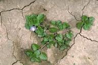 Persian speedwell