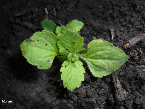 Seedling of Persian speedwell, <i>Veronica persica</i>.