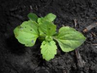 Persian speedwell