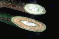 Brown streaks appear in the xylem of plants with Verticillium wilt.