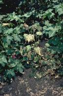 Leaves injured by Verticillium wilt.