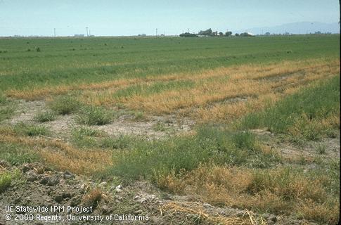 Field shot of damage from weather (scald).