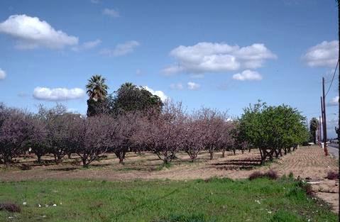 Almond orchard with poor pollination because of poor bloom overlap following a low-chilling winter.