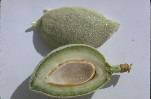 An immature almond nut cut open to expose brown nutmeat damaged by a spring frost.