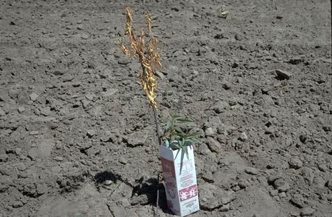 Almond tree girdled by sunburn at the top of a tree wrap.