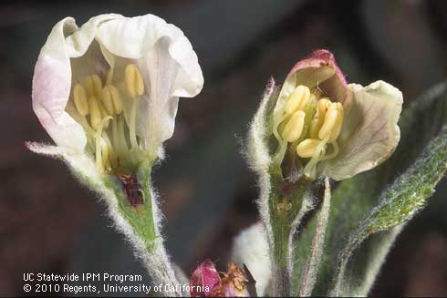 Blossoms with brown, necrotic tissue in the ovaries due to freeze damage. Credit: Jack Kelly Clark Cut open flowers, brown injured ovary on left and healthy ovary on right El Dorado Co. Credit: Jack Kelly Clark