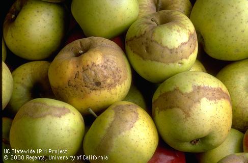 Brown, corky skins on apples due to frost injury. Credit: Jack Kelly Clark Frost injured fruit showing brown corky rings on skin, S3; El Dorado Co., . Credit: Jack Kelly Clark