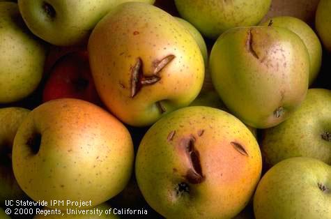 Fruit damaged by weather.