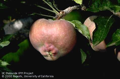 Fruit damaged by weather (frost).