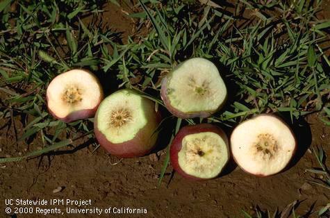 Apples cut open to reveal brown, shrunken flesh damaged by frost.