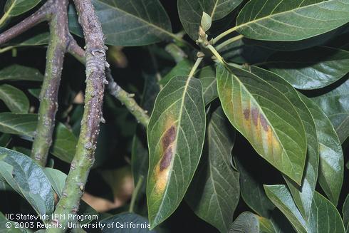 Cracked, discolored twig bark and necrotic blotches on leaves of avocado caused by sunburn. 