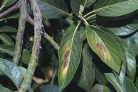 Sunburn damage: necrotic blotches and cracked bark