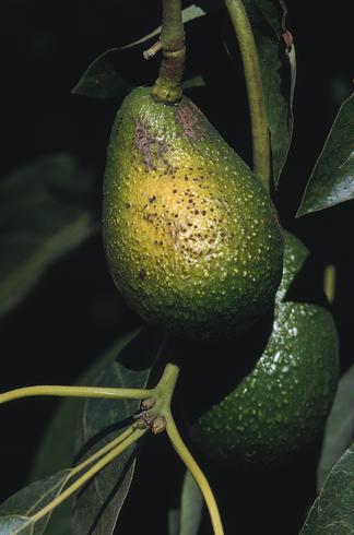 Necrotic blotch on a sunburned avocado fruit.  