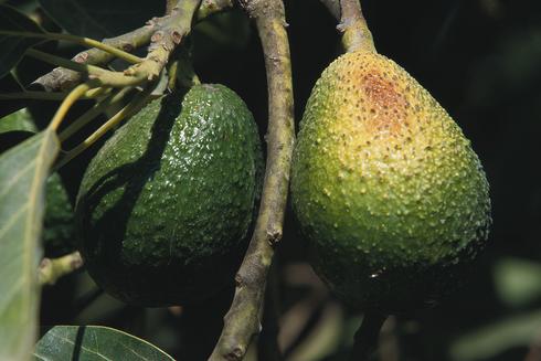 Discolored, necrotic blotch on a sunburned avocado fruit.  