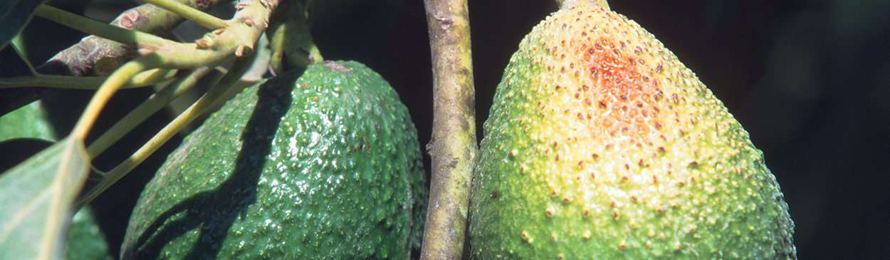 Discolored, necrotic blotch on a sunburned avocado fruit.