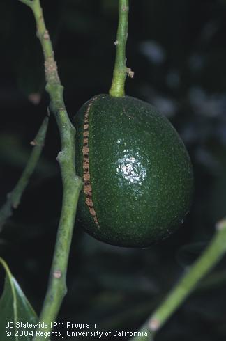 Avocado scarred from wind-caused abrasion with an adjacent twig.  