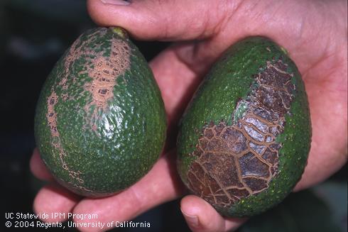 Avocado fruit with mechanical injury from wind causing fruit abrasion. 