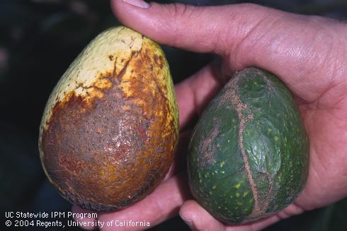 Brown mechanical injury scars on the surface of an avocado fruit pale yellow from lack of light (left) beside a normally green fruit with long scars from mechanical injury.