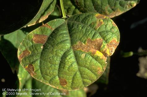 Sunburned necrotic spotted bean leaves.