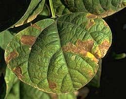 Sunscald on bean leaf