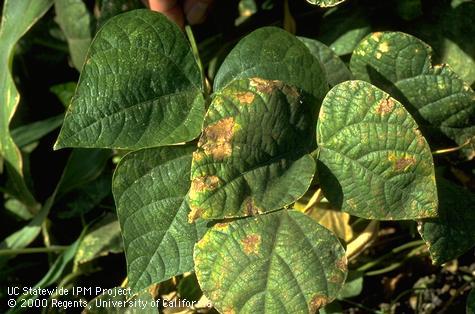 Sunburned necrotic spotted bean leaves.