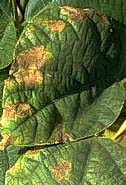 Scalded bean leaf