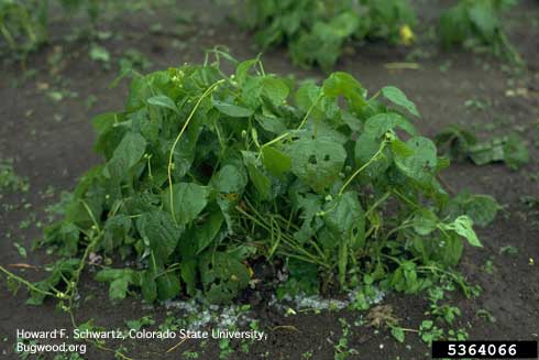 Hail stones and hailstorm damage to the canopy of dry bean plants.