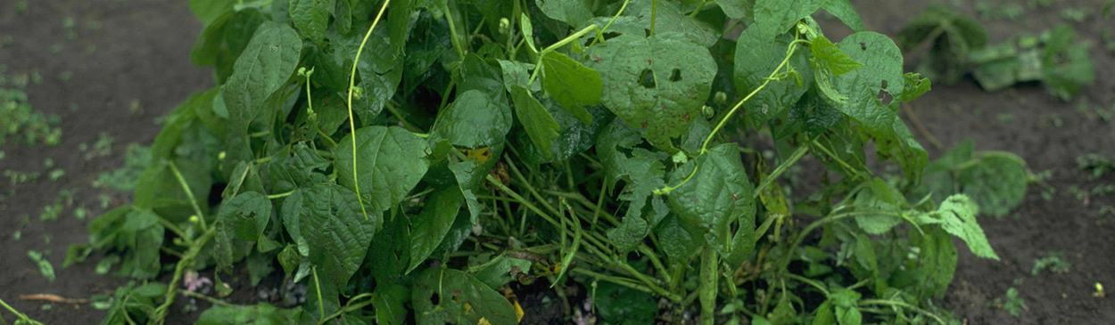 Hail stones and hailstorm damage to the canopy of dry bean plants. 