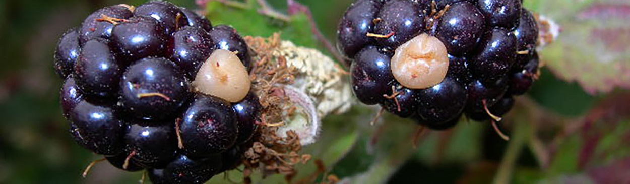 A tan-to-white discoloration of individual drupelets on a berry is a condition known as white druplet.