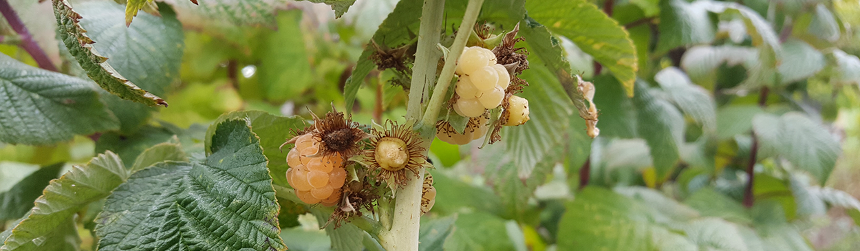 Crumbly fruit on raspberry plant. Drupelets easily fall off when handled.