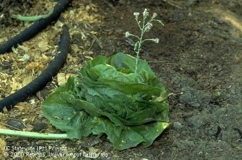 Overmature head lettuce bolting to a flowering stage.