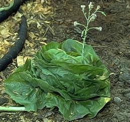 Bolting of lettuce plant