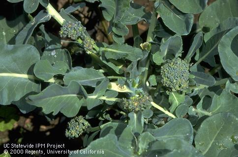 Buttoning or small heads of broccoli.