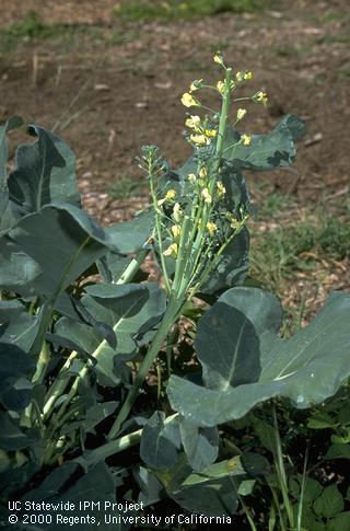 Bolting of flowering head on broccoli.