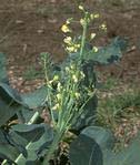 Bolting of broccoli