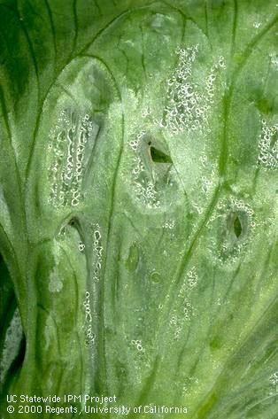 Foliage damaged by frost.