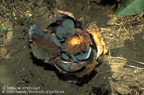 Sunburned cabbage head with necrotic leaves.