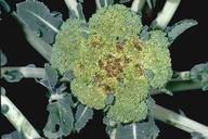 Broccoli with symptoms of brown bud.