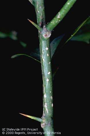 Branch/twig damaged by weather.