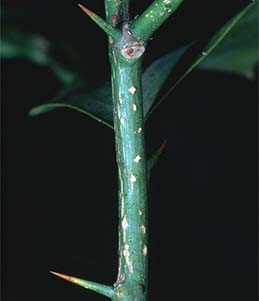 Scars on upper side of twig