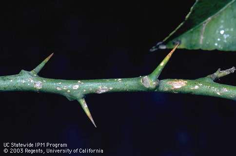 Symptoms of hail damage on a citrus twig.