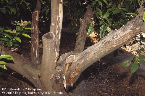 Bark peeling from dead limbs on citrus tree injured by freezing weather several years earlier. 