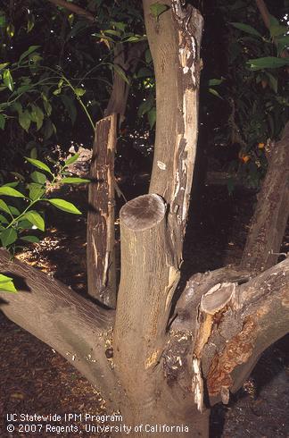 Bark peeling from dead limbs on citrus tree injured by freezing weather several years earlier. Tulare Co.   Credit: David Rosen