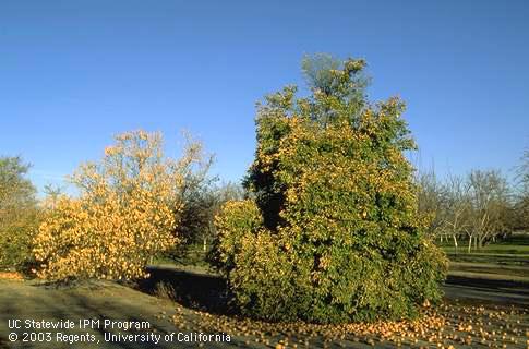 Freeze-damaged orange trees.