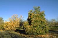 Frost damage to citrus trees