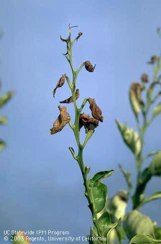 Citrus leaves killed by frost.